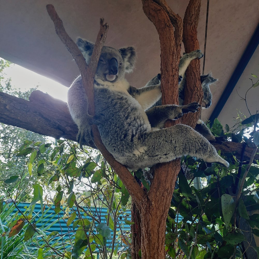 Cora - Koala im Australia Zoo
