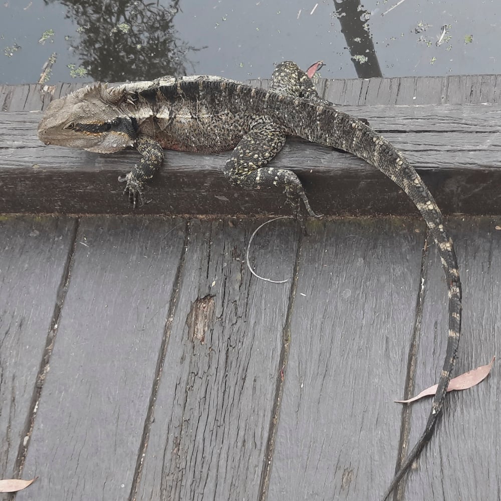 Cora - Lizzard im Roma Street Parkland