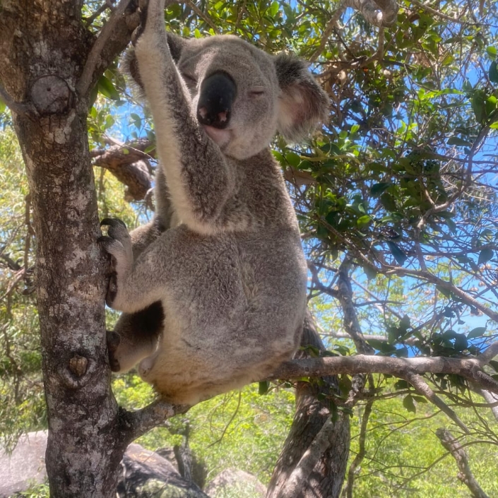 Koala