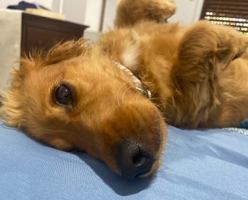 Der Gastfamilienhund