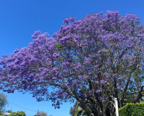 Jacaranda Baum