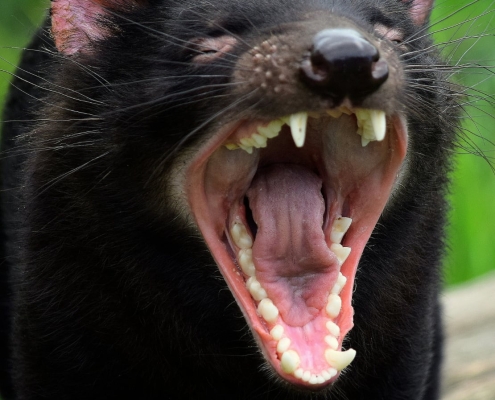 Tasmanian Devil
