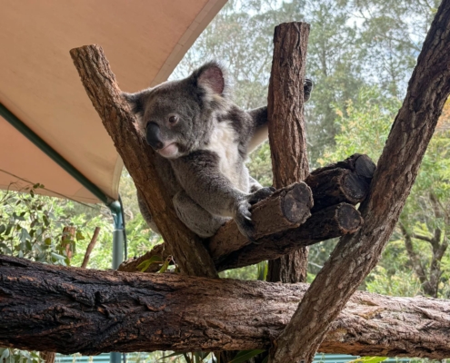 Koala im Australia Zoo - Streicheln erlaubt