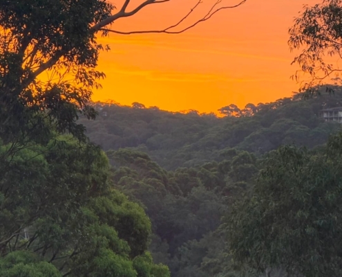 Blick von der Terrasse in ein Tal voller Regenwald bei Sonnenuntergang