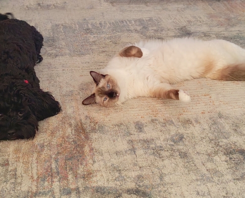 Hund Cosmo und eine Katze wälzen sich auf dem Teppich