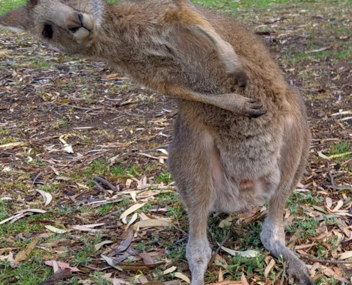 Känguru im Urimbirra Wildlife Park