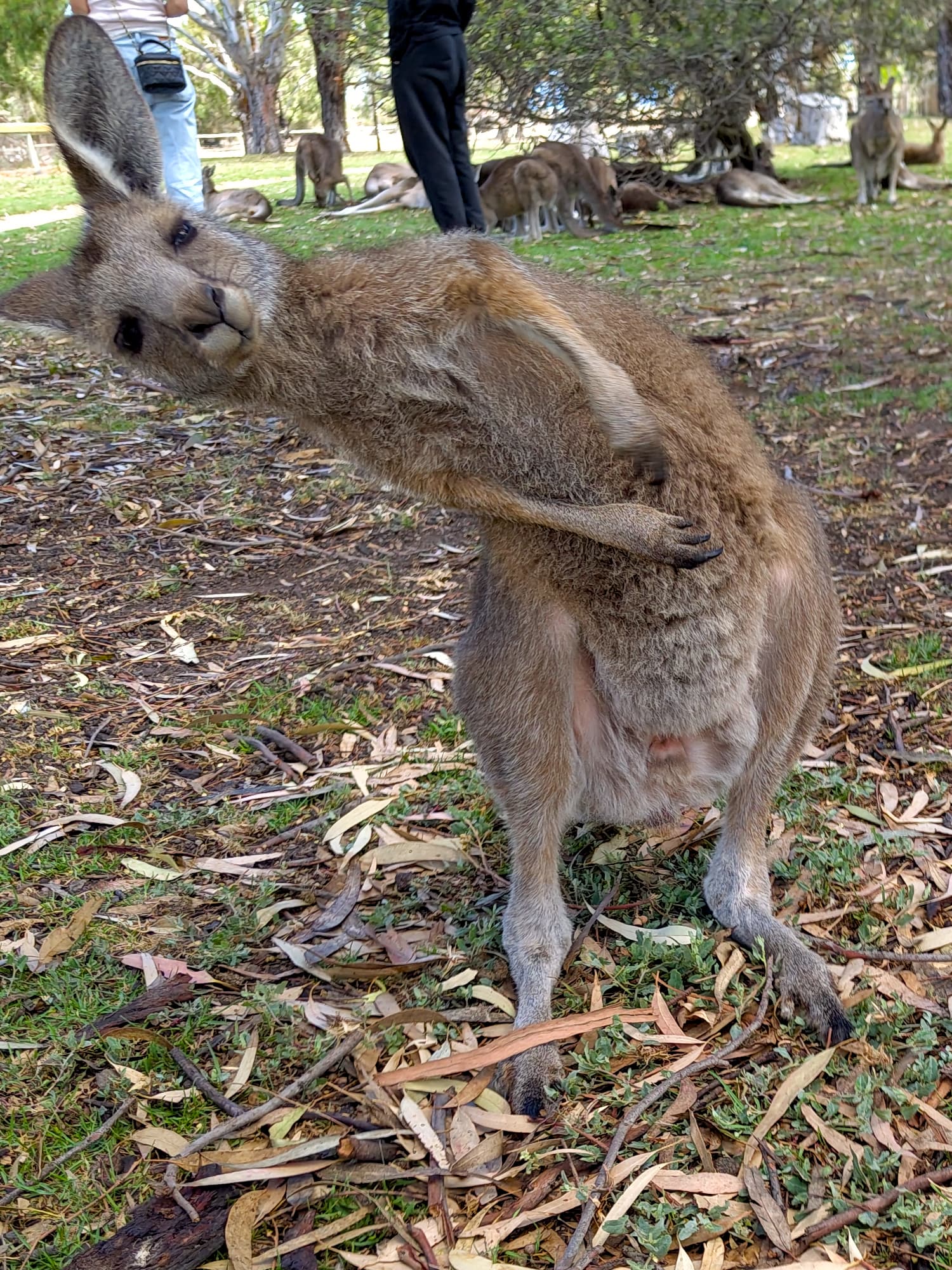 Känguru im Urimbirra Wildlife Park