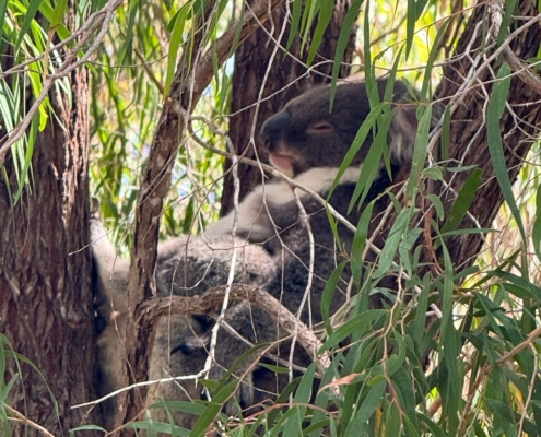 Auch wenn sie hier nicht wild vorzufinden sind, gibt es natürlich auch Koalas