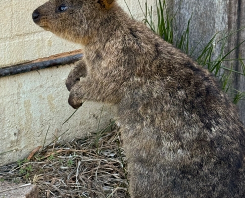 Quokkas, die „glücklichsten Tiere der Welt“ muss man auf Rottnest Island unbedingt besuchen