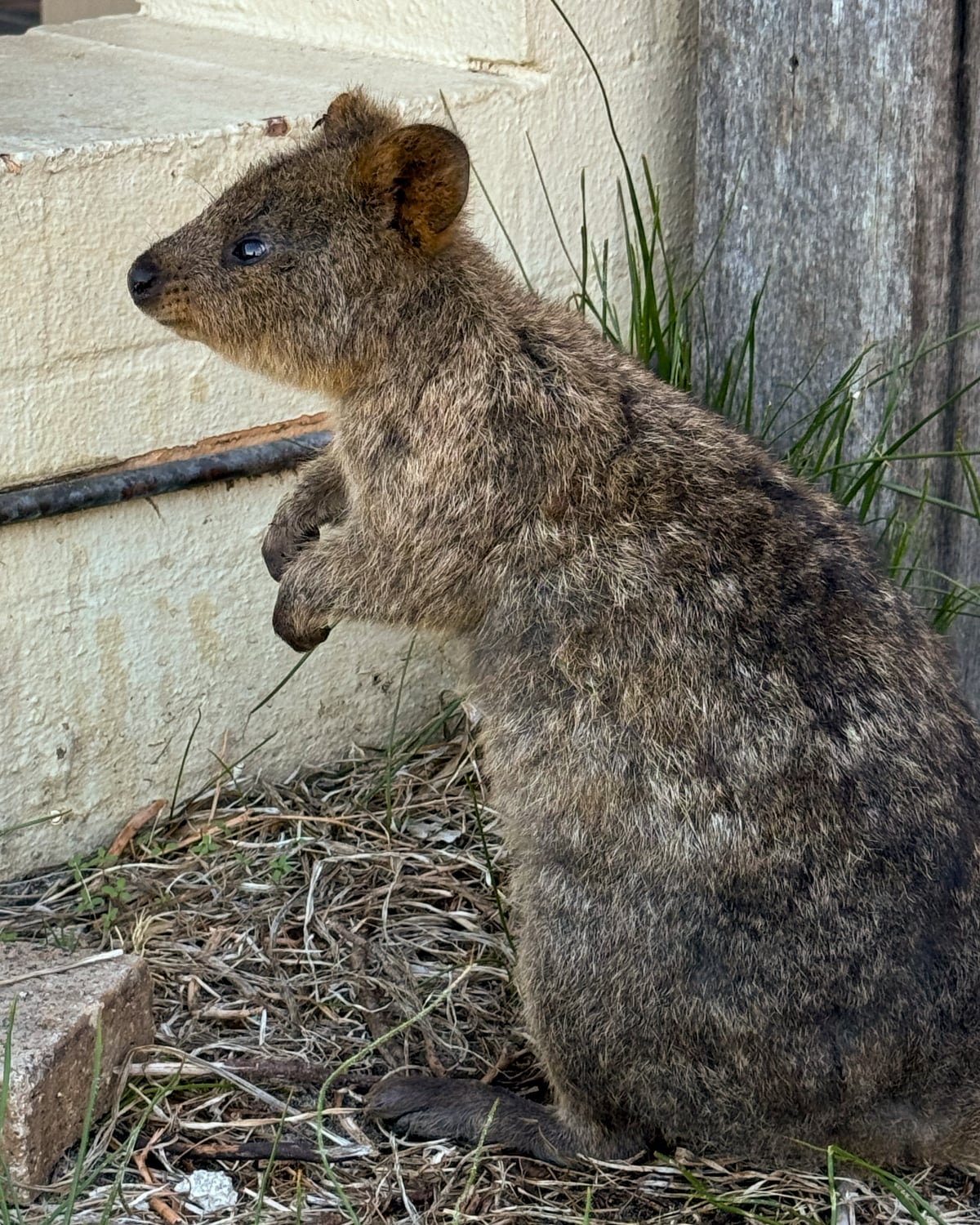 Quokkas, die „glücklichsten Tiere der Welt“ muss man auf Rottnest Island unbedingt besuchen