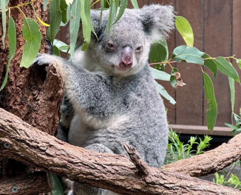 Koala im Australia Zoo