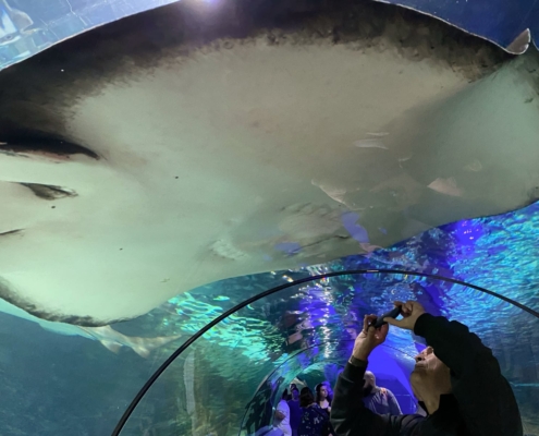 Sea Life Sunshine Coast Aquarium in Mooloolaba