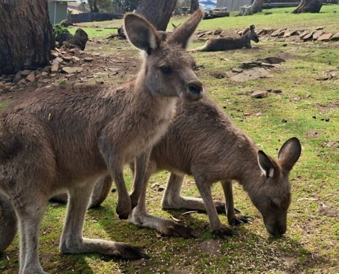 Kängurus im Tierpark Kängurus im Tierpark