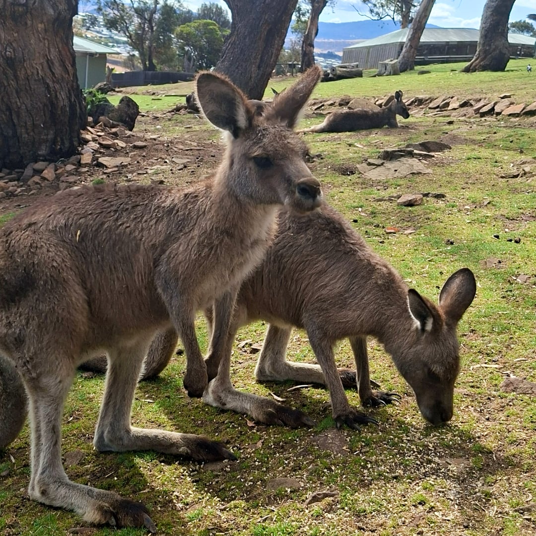 Kängurus im Tierpark