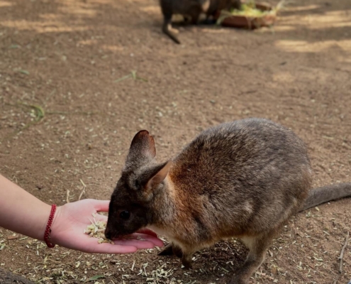 Wallaby füttern