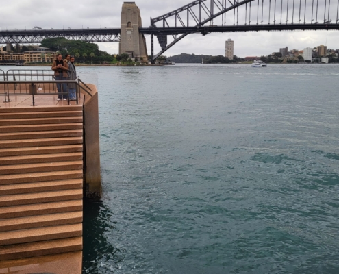 Robbe vor der Sydney Harbour Bridge