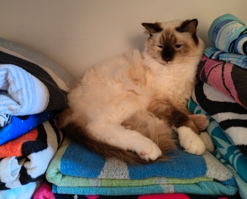 Kater Albie