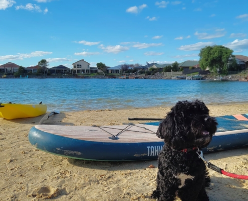 Cosmo an den Encounter Lakes