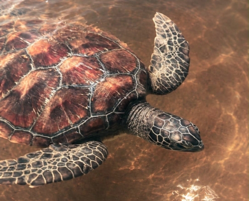Seeschildkröte Seeschildkröte