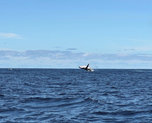 Whale Watching Whale Watching
